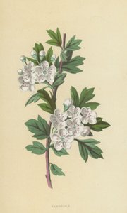 Hawthorn