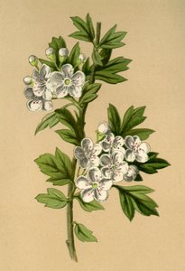 Hawthorn