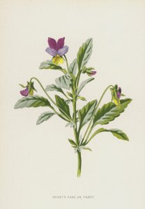 Hearts Ease, or Pansy by Frederick Edward Hulme