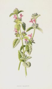 Hedge Calamint by Frederick Edward Hulme