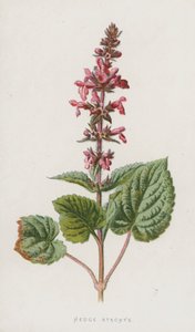 Hedge Stachys by Frederick Edward Hulme