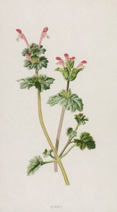 Henbit by Frederick Edward Hulme