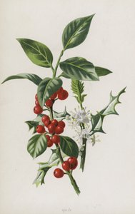 Holly by Frederick Edward Hulme