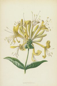 Honeysuckle by Frederick Edward Hulme