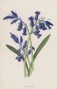 Hyacinth