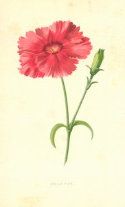 Indian Pink by Frederick Edward Hulme