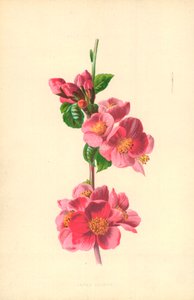 Japan Quince by Frederick Edward Hulme