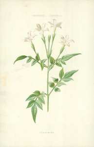Jessamine by Frederick Edward Hulme