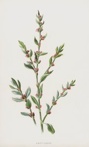 Knot-Grass by Frederick Edward Hulme