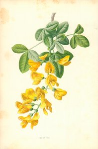 Laburnum