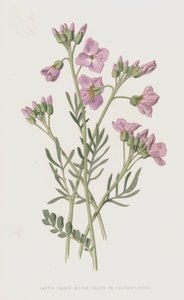 Ladys Smock, Bitter Cress, or Cuckooflower