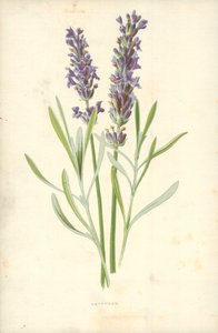 Lavender