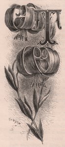 Letter T, Drop Cap Letter, from The Familiar Garden Flower by Frederick Edward Hulme