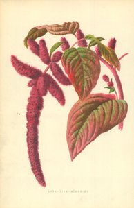 Love-Lies-Bleeding