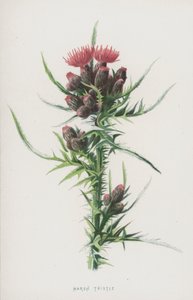 Marsh Thistle