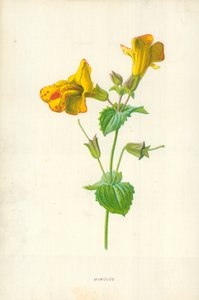 Mimulus by Frederick Edward Hulme