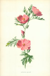 Miniature Mallow by Frederick Edward Hulme