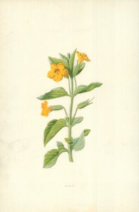 Musk by Frederick Edward Hulme
