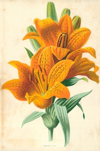Orange Lily by Frederick Edward Hulme