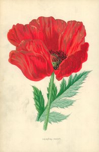 Oriental Poppy by Frederick Edward Hulme