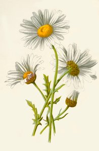 Ox-Eye Daisy by Frederick Edward Hulme