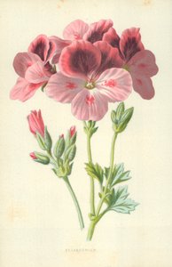 Pelargonium by Frederick Edward Hulme