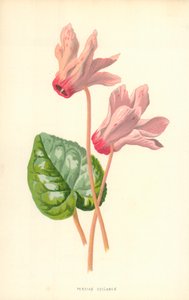 Persian Cyclamen by Frederick Edward Hulme