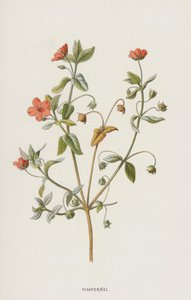 Pimpernel by Frederick Edward Hulme