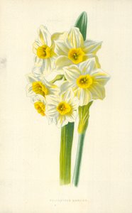 Polyanthus Narciss