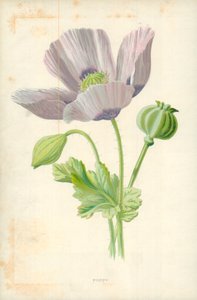 Poppy by Frederick Edward Hulme