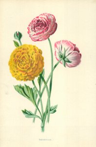 Ranunculus