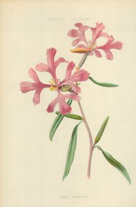 Rosy Clarkia by Frederick Edward Hulme