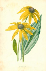 Rudbeckia by Frederick Edward Hulme