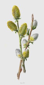 Sallow by Frederick Edward Hulme