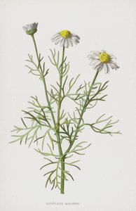 Scentless Mayweed