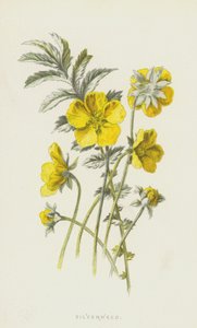 Silverweed by Frederick Edward Hulme