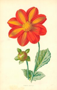 Single Dahlia by Frederick Edward Hulme
