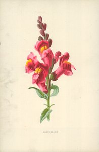 Snapdragon by Frederick Edward Hulme