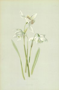 Snowdrop by Frederick Edward Hulme