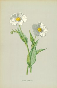 Snowy Crowfoot