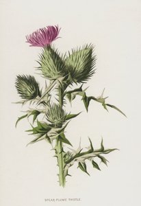 Spear-Plume Thistle