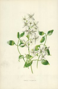 Sweet Clematis by Frederick Edward Hulme