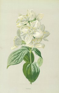 Syringa