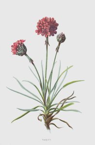 Thrift by Frederick Edward Hulme