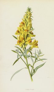 Toad-Flax by Frederick Edward Hulme