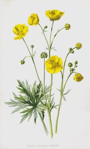 Upright Meadow Crowfoot by Frederick Edward Hulme