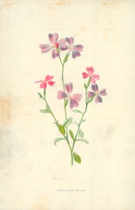 Virginian Stock by Frederick Edward Hulme