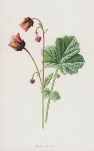 Water Avens by Frederick Edward Hulme