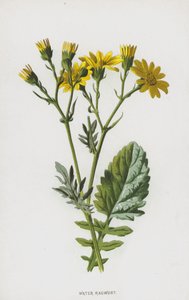 Water Ragwort by Frederick Edward Hulme