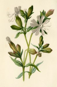 White Campion by Frederick Edward Hulme